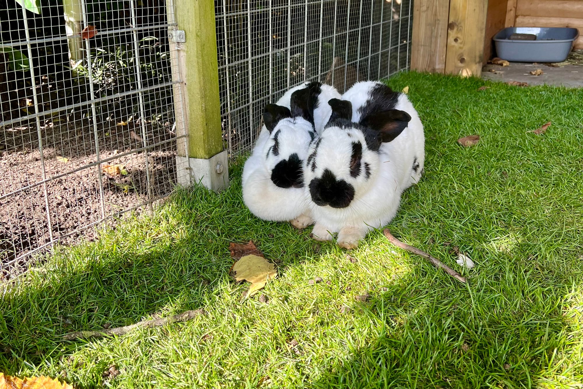 5 redenen waarom je een konijn als huisdier wilt!