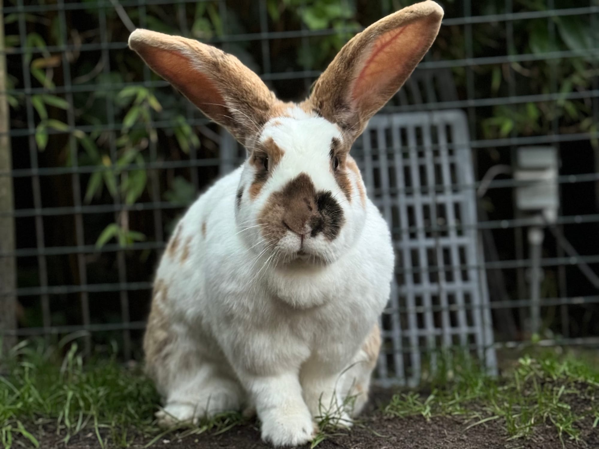 konijnendeskundige dierenartsen