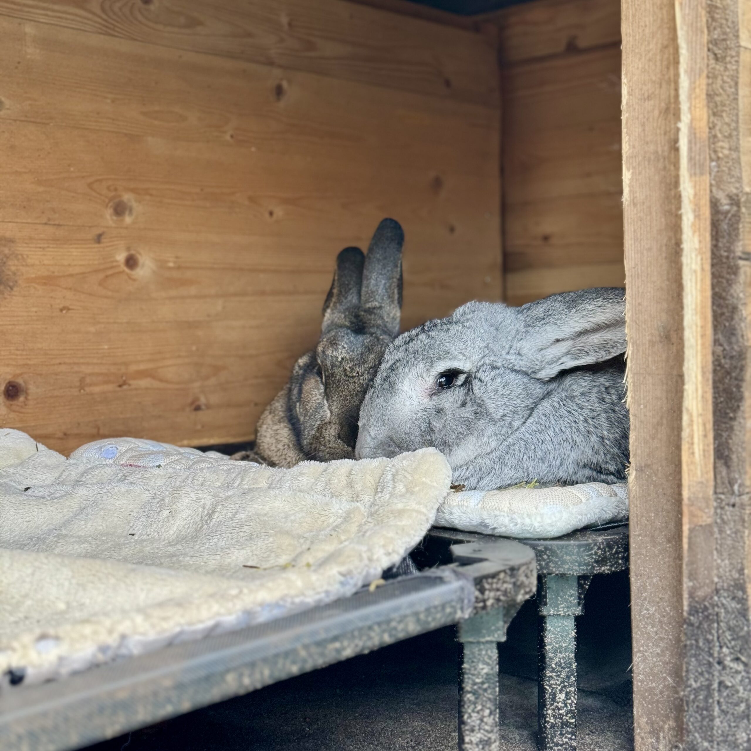 Konijnendeskundige dierenartsen België - BigBunny